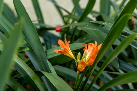 Loerie's Call Guest House & Francolin Lodge