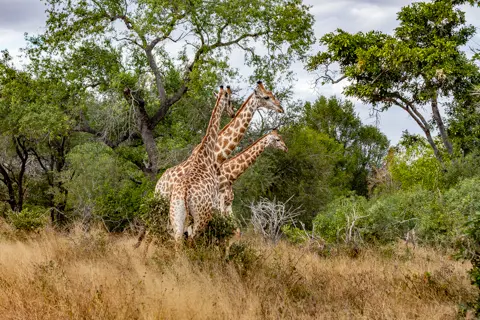 © The Guys - Professional Photographers & Designers - www.theguys.co.za